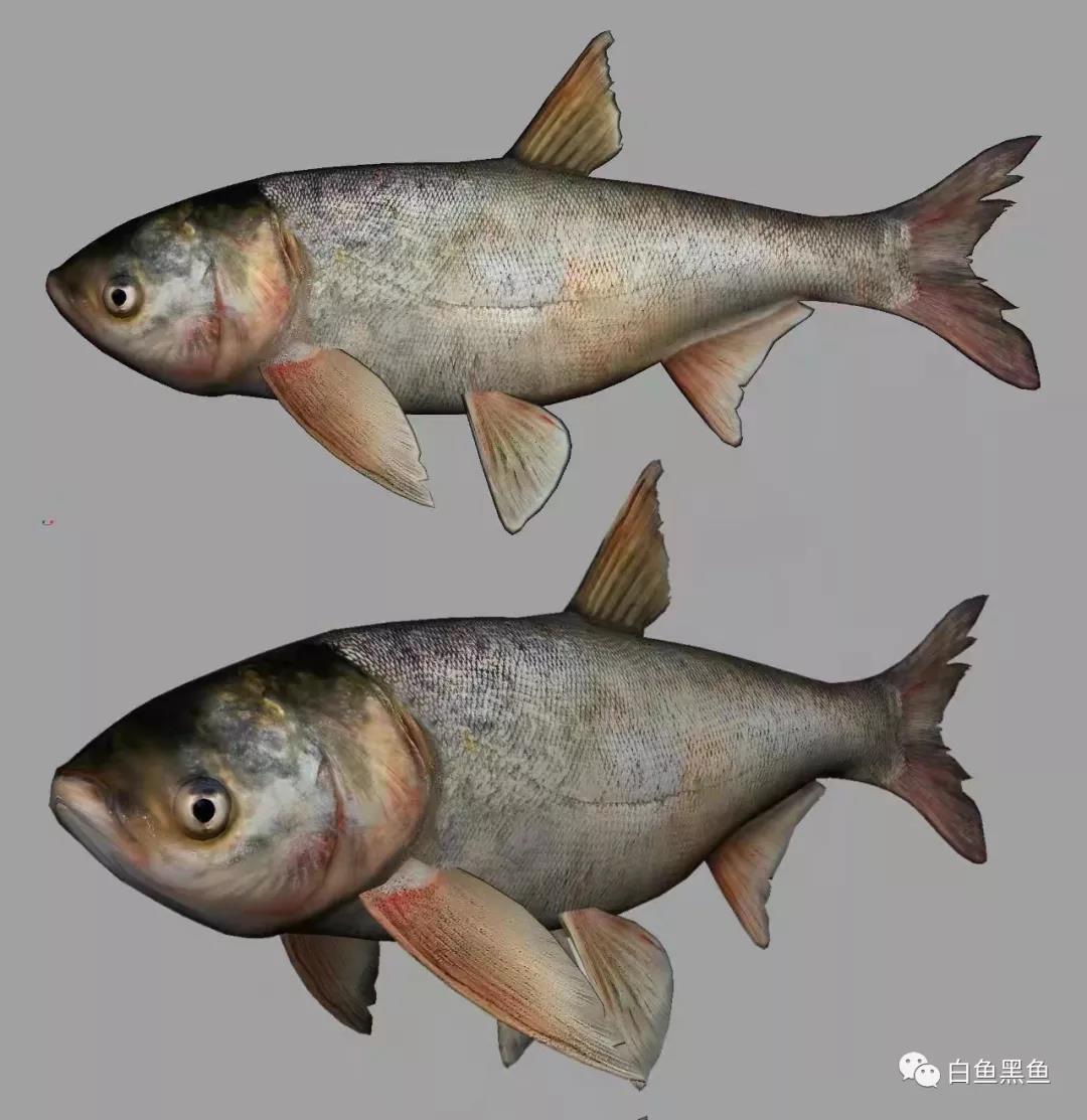 首个中国长江流域鱼类水彩图鉴鮨科_画画的陈-站酷ZCOOL